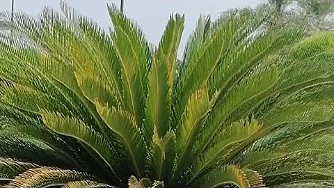 جزء 11. القارئ سيف الفرقاني 