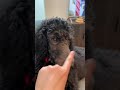 Puppy boops back