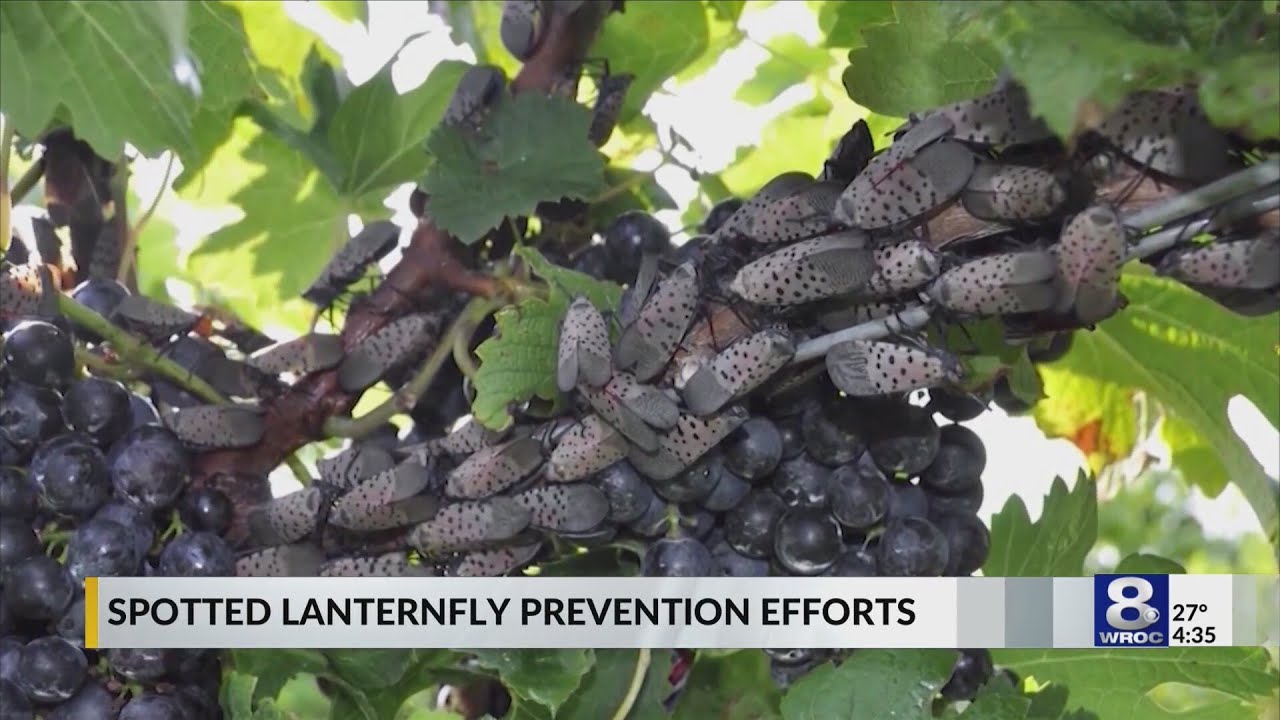The silent invader: Spotted Lanternfly threatens NY’s grape industry