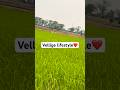 Vellige lifestyle #zamenhof #shortsvideo #shorts