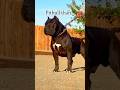 What do you think about pitbull? 🐕 #pitbull #doglover #shortvideos
