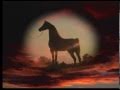 Drinkers of the Wind - The beauty of the Arabian Horse