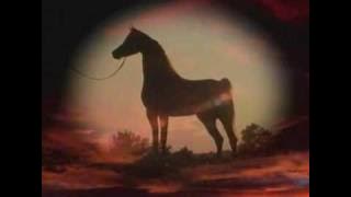 Drinkers of the Wind - The beauty of the Arabian Horse
