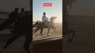 Horse Race Preparation ❣️#horse #indiansindhi #horseracing #sindhi #horseshorts #horses