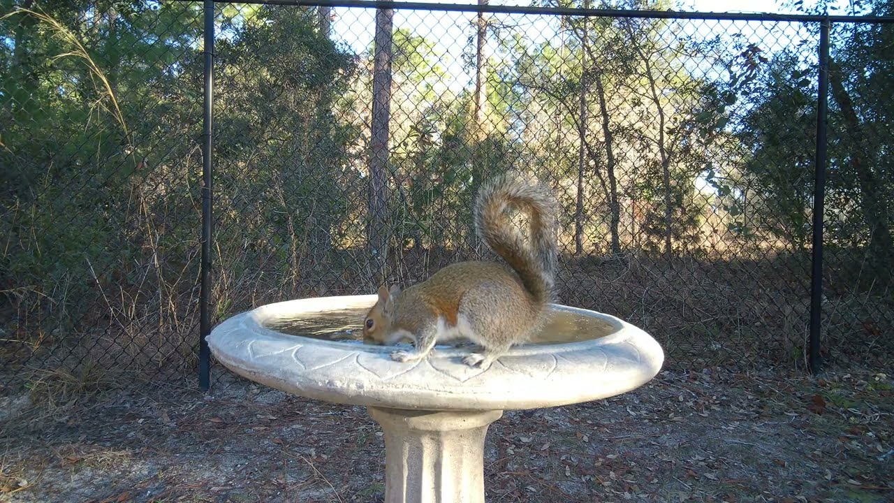 Squirrel Deals with Frozen Bird Bath from a Rare Central Florida Freeze