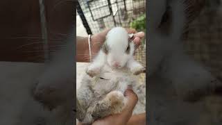 #rabbit #animals #rabbitlife #anima #shortsvideo #dogshorts