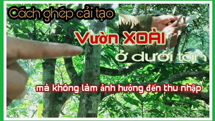 4. Hình ảnh cây xoài trong ký ức tuổi thơ