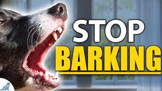 STOP Your Dog From Barking Indoors  Complete Guide