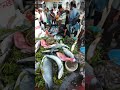 মাছের মেলা তাজহাট মোড় হঠাৎ করেই বিশাল মেলা