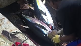Fishing in the Rain and Still Getting Plenty of Tuna Bites