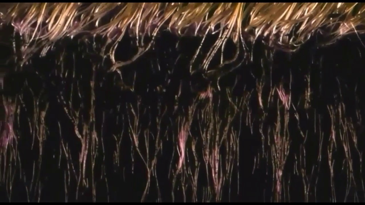 cunabear - Oh, Cuna! (Visuals)