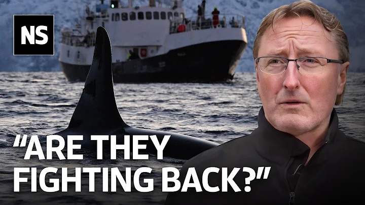 Scientists Explain the Mysterious Orca Boat Attacks