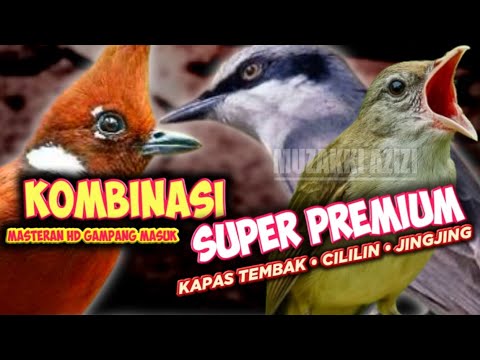 MATERI PREMIUM!!! KOMBINASI KAPAS TEMBAK CILILIN PETULAK JINGJING || CILILIN GACOR || JINGJING GACOR