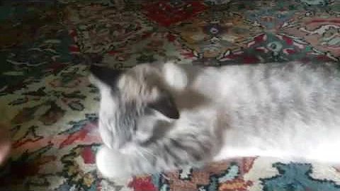 Video 952961: adorable lynx point siamese, love siamese, lynx playing