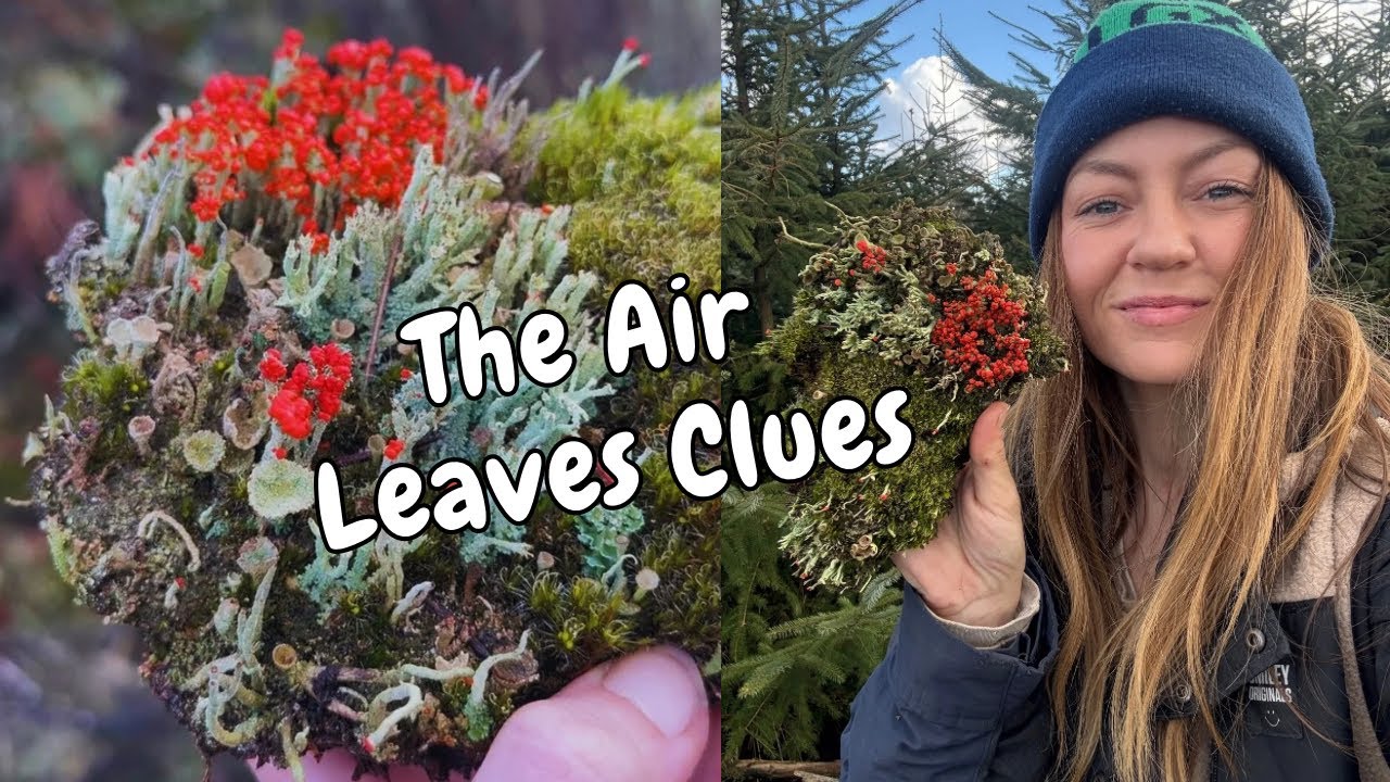 Что лишайники могут рассказать о воздухе, которым мы дышим.