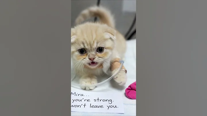 Video 11896191: scottish fold kitten, cats catlover, kitten fight