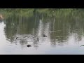 Выходные за городом🦆🌲🌻🦋.Морс из ягод.У озера🦆🦆