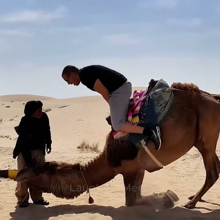 TRY NOT TO LAUGH 245 #ylyl #dontlaugh #funnyvideos #trynottolaugh #shorts #funnymeme #funnyclips