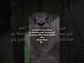 همینه که هست فان و خنده