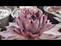 Echeverias agavoides, así están en intemperie total