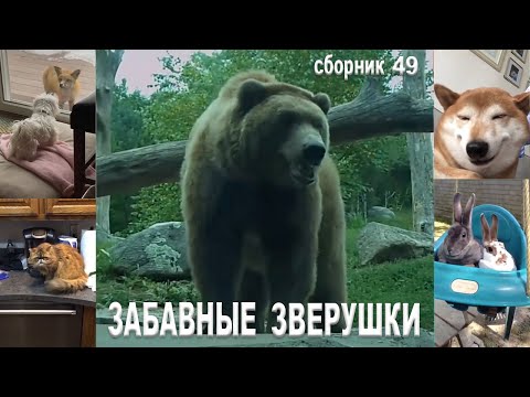 Смешные животные. Сборник № 49. Смешные видео с дикими и домашними животными на МУЛЬТПАРАД COMEDY.