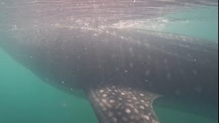 Scuba Diving La Paz & Swimming With Whale Sharks