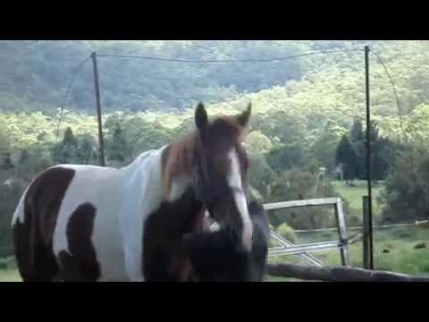 funny-horse-dancing-with-saddle-blanket