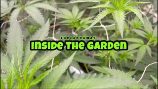 Inside the Garden talk, How and why I cut my hair at home, What’s new?!, The game of cannabis!