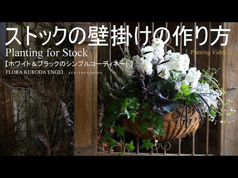 フローラ黒田園芸 ストックの壁掛け 寄せ植え Planting Video 字幕をonにしてご覧いただくと 解説が入ります Youtube