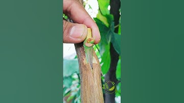 grafting grape vine fruit tree very easy #satisfying #grapecity