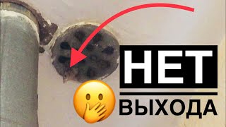 Замурован заживо! Воробей упал в трубу и не смог взлететь. Замурован заживо! Воробей упал в трубу и не смог взлететь.