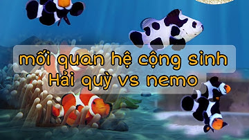 Cá hề nemo có thật sự cần hải quỳ để sống sót hay không?