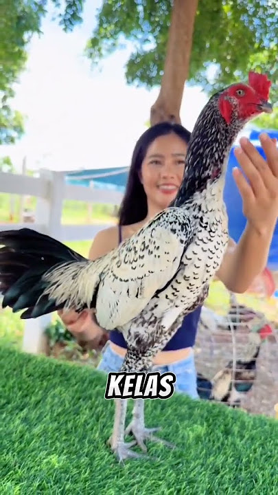 Warna ayam yg bagus menurut bang Antoni putra jaya farm || tolong d subscribe,like dan komen ya 😊🙏