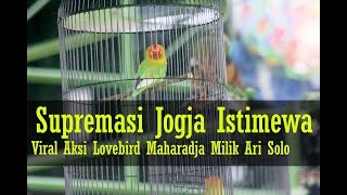 Jogja Istimewa - Viral Aksi Lovebird Maharadja Milik Ari Solo