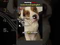 Ranking Top 5 Dogs Understanding English||#funny #shorts #memes