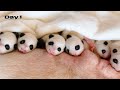 20 Neugeborene Panda Babys 20 Tage Lang Aufziehen Das Ist Passiert