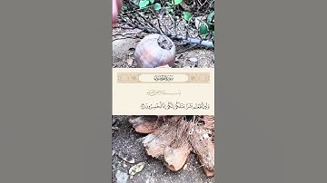 احترم القرآن يا صديقي وانشره فالدال على الخير كفاعله #احترم_القرآن #انشرو_القران #آيات #لايك