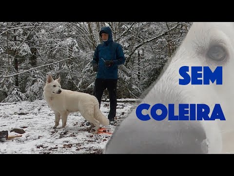 Vídeo: Treine seu cão para andar sem a coleira