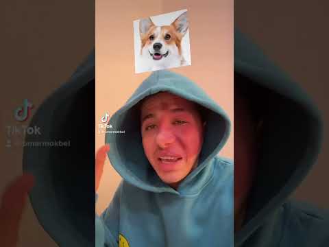 فيلتر الكلب