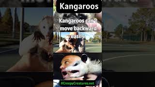 Discover The Incredible Abilities Of Kangaroos