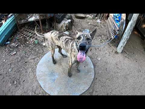 Video Bán chó phú quốc vện hổ lửa và màu vàng chuyển đi cho... - youtube