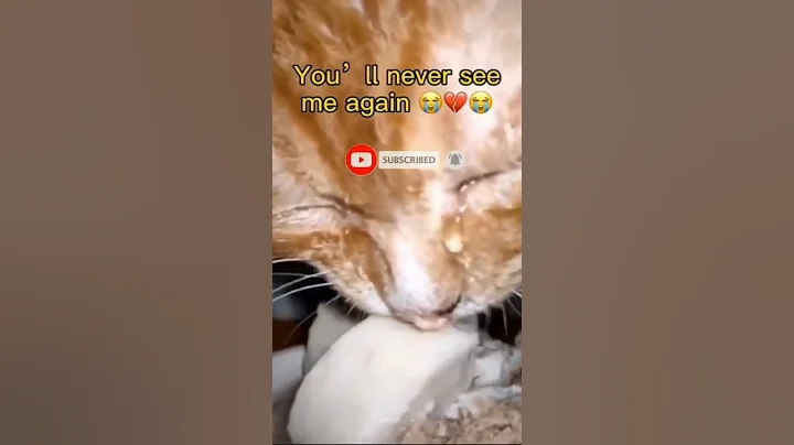 Watch the video about ## cute adorable kitty ♥️💖💞🥰😂🥰## short