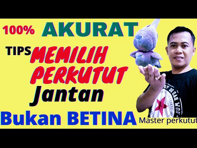 Membedakan perkutut jantan dan betina - Tips memilih Perkutut jantan akurat 100% class=