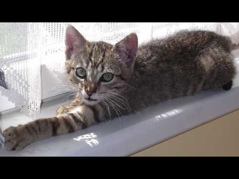 Video: Jak Se Zbavit Kočky špatných Návyků?