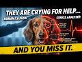 Stop Ignoring These Hidden Signs Your Dog Is Miserable!