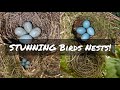 Song Thrush | Blackbird | Dunnock | Blackcap - New Birds Nests!