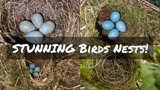 Song Thrush | Blackbird | Dunnock | Blackcap - New Birds Nests!