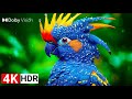 Unbelievable Experience in 4K 120fps HDR™ Dolby Vision | 4K Video Earth™