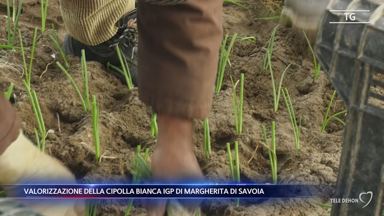 Valorizzazione della cipolla bianca IGP di Margherita di Savoia
