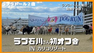 【ラブラドールレトリーバー】ラブ石川初オフ会に参加して来たよ　ラブラドール大集合！総勢７０頭　INカリコリゾート淡路島 by ルパンのしっぽ 979 views 5 months ago 8 minutes, 38 seconds